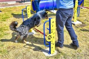 Parques para Perros: 11 Elementos Esenciales Que Necesitan